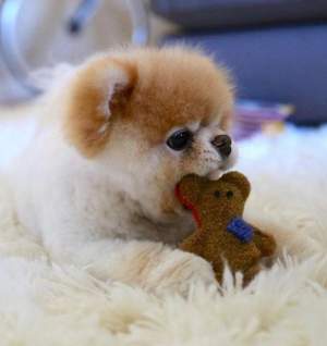 Durere mare pentru fani. "Boo Pomeranianul", cel mai frumos câine din lume, a murit!