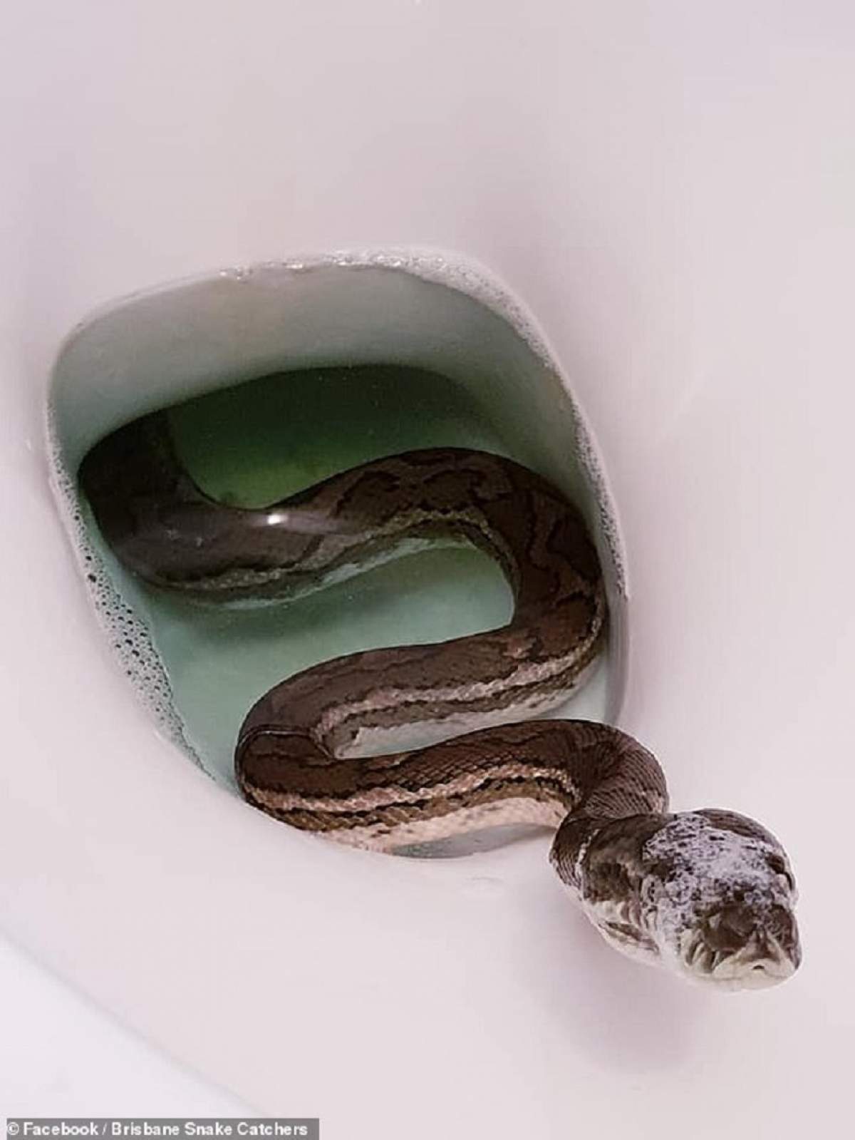 FOTO /  Este de-a dreptul şocant! Un bărbat a găsit un piton uriaş în vasul de toaletă