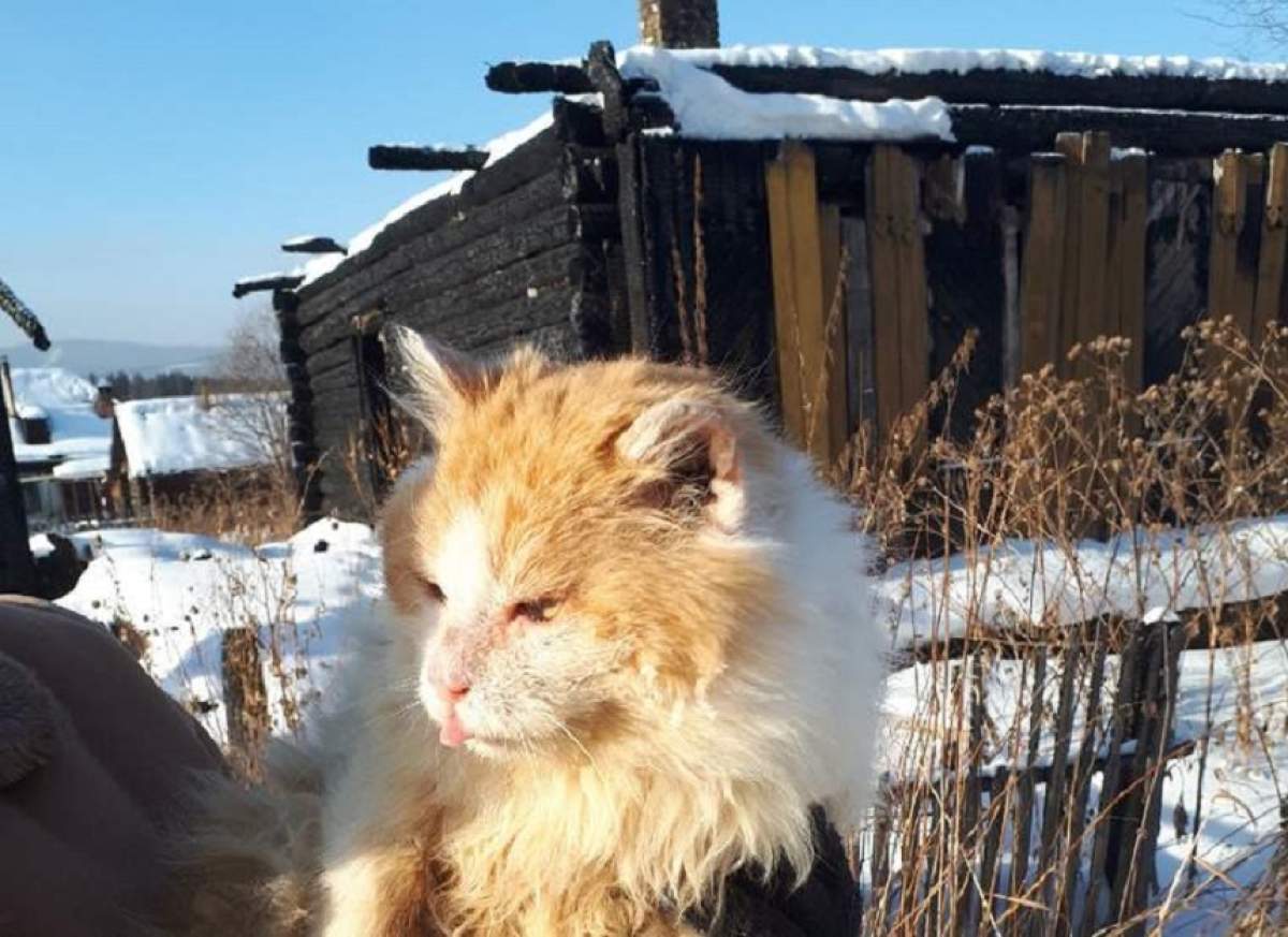 FOTO / O pisică impresionează până la lacrimi! Stă de peste un an în ruinele casei arse, aşteptându-şi stăpâna care a murit