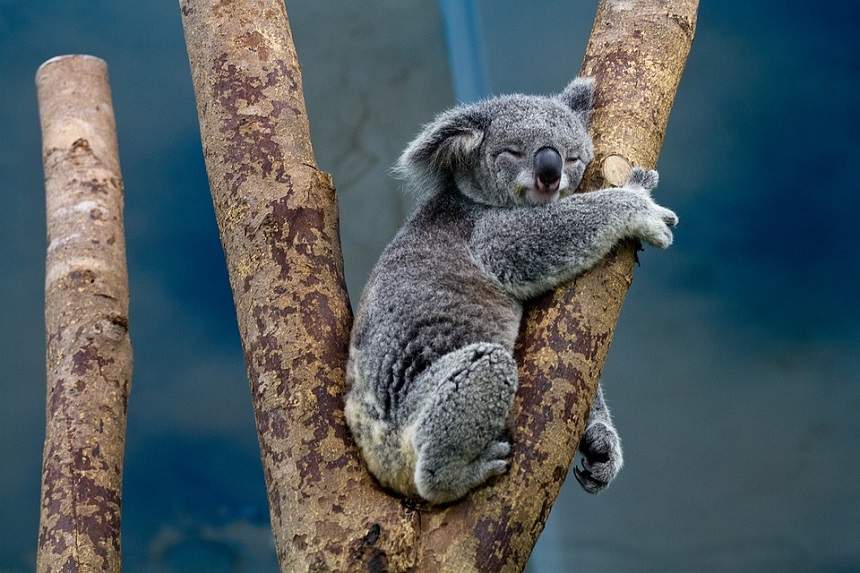 VIDEO / Culmea mărinimiei! Un urs koala, afectat de caniculă, a fost ajutat de un iubitor de animale