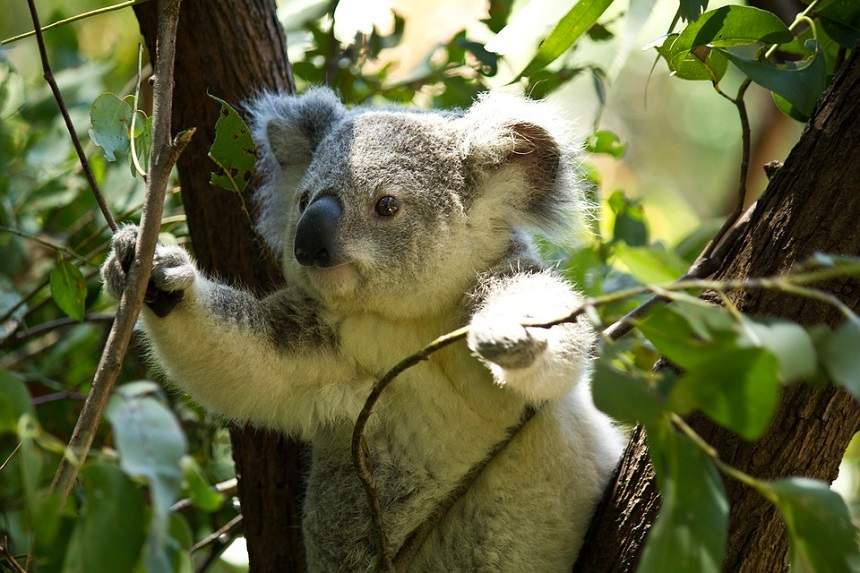VIDEO / Culmea mărinimiei! Un urs koala, afectat de caniculă, a fost ajutat de un iubitor de animale