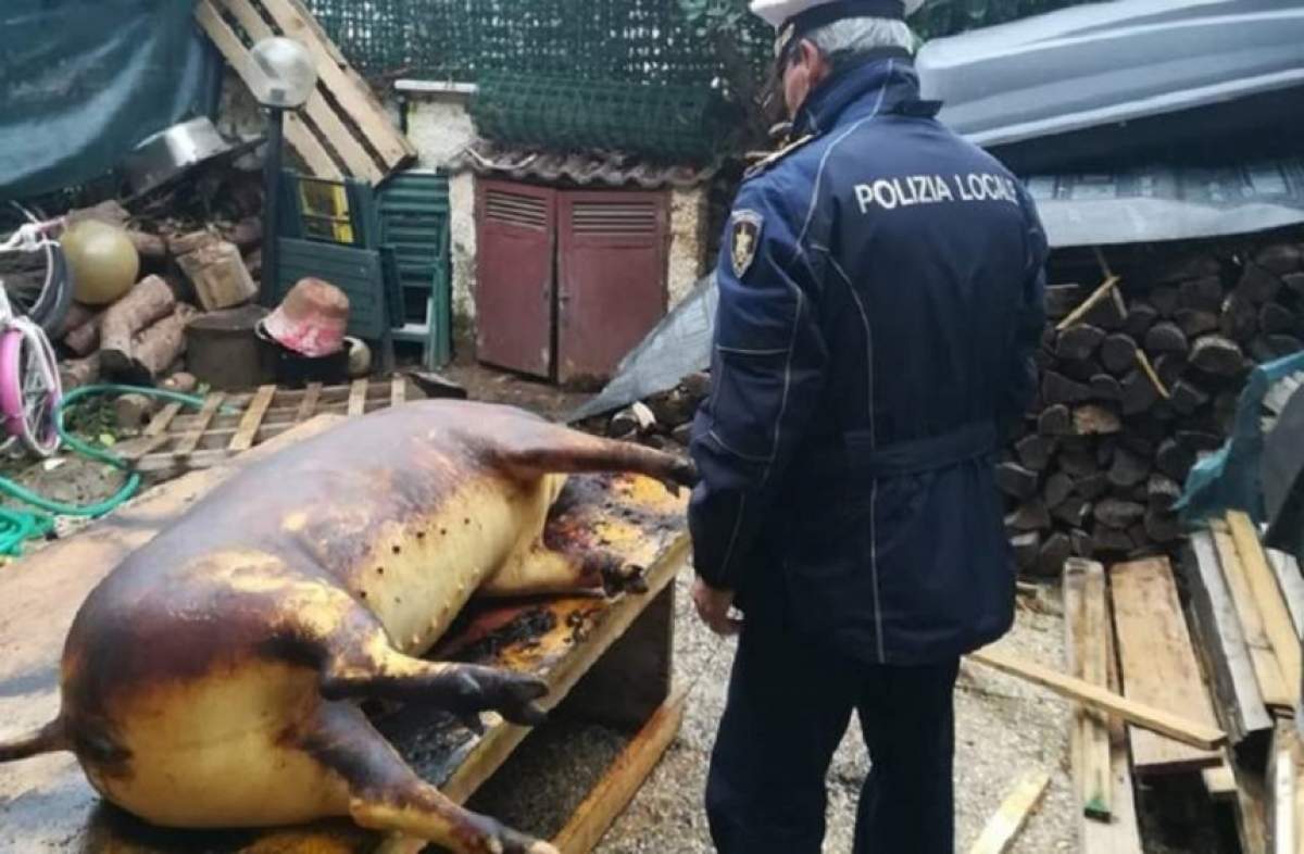 Val de reacţii în Italia, după ce patru români au fost prinşi când tăiau porcul în curte: "Să fie trataţi aşa cum au tratat ei animalul"
