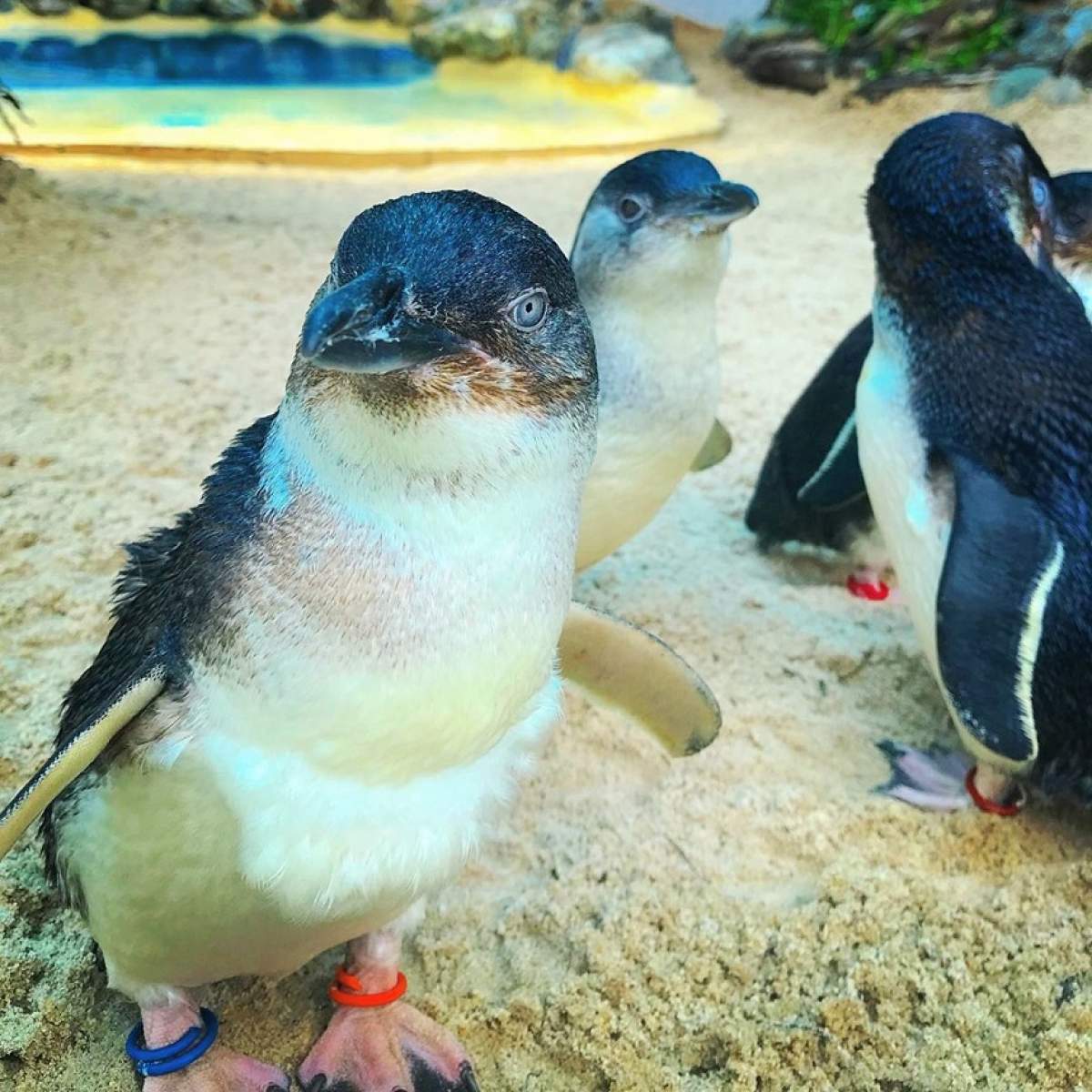 Cei mai mici pinguini din lume au fost răpiţi! Cazul surprinde autorităţile din Noua Zeelandă