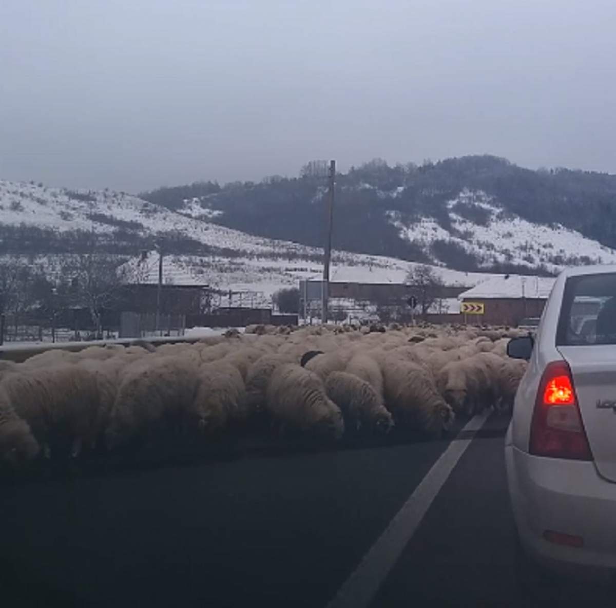 VIDEO / O turmă de oi a lins sarea de pe asfalt pe E81, în Sălaj. Trafic complet blocat