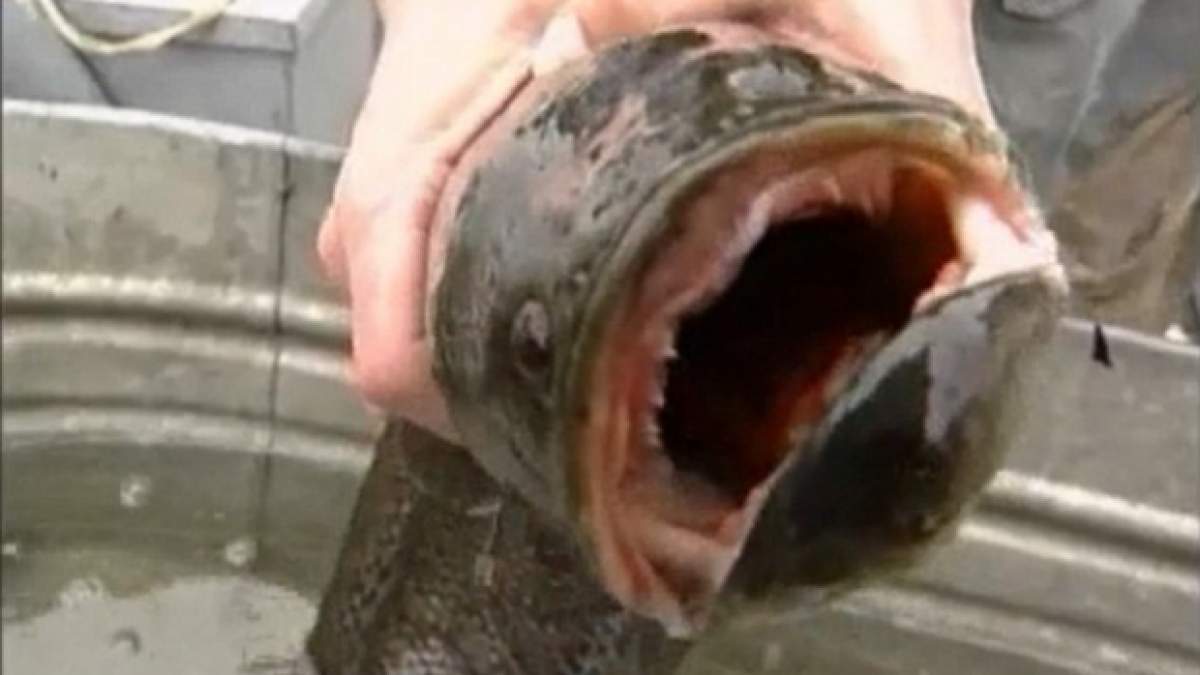 Atenţie! Specie periculoasă de peşte care traieşte pe uscat, găsită într-un iaz