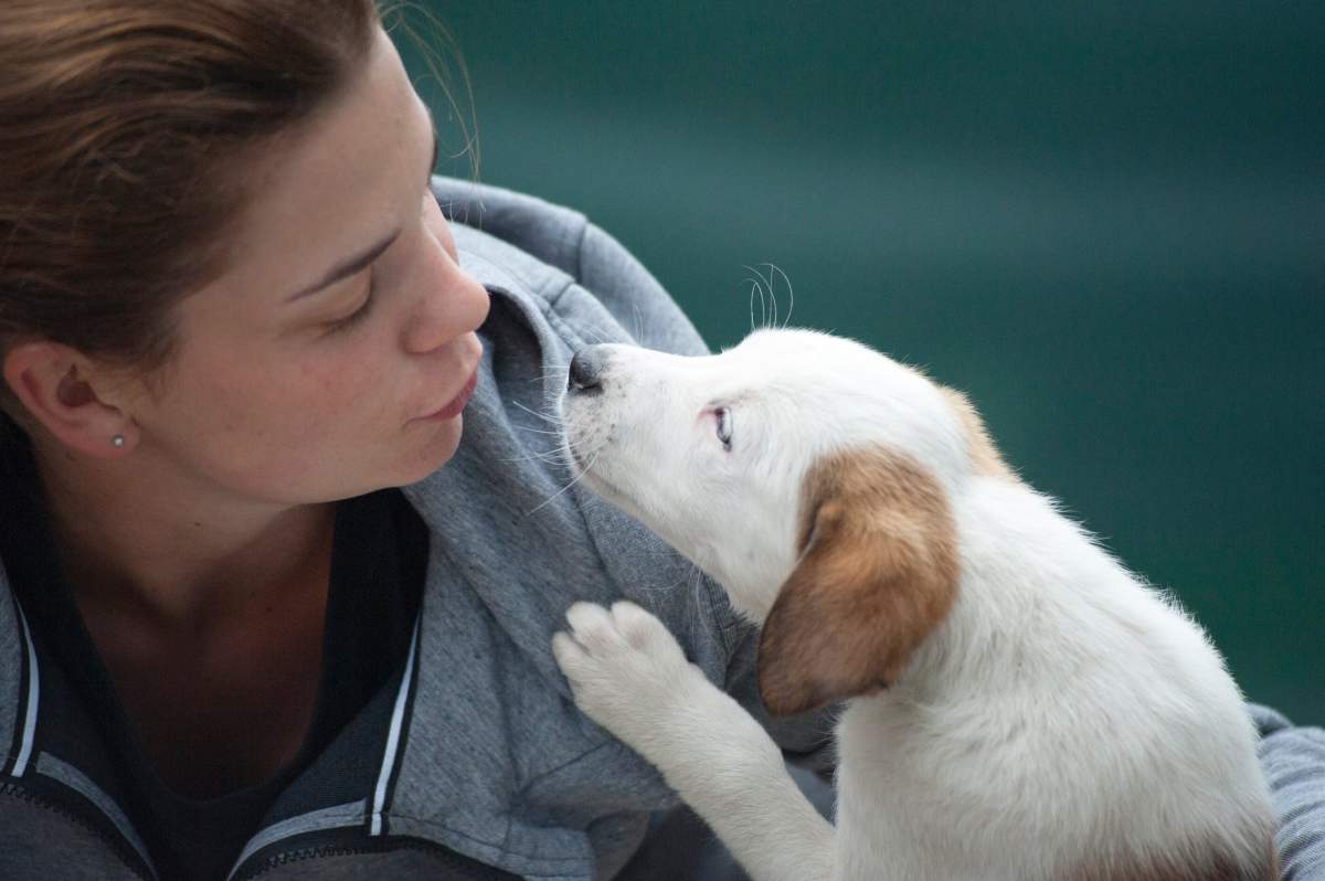 Semnal de alarmă pentru deţinătorii de animale din Capitală! Ce amenzi riscă aceştia?