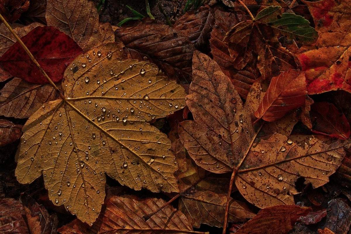 Prognoza meteo 13 noiembrie. Cum va fi vremea în București, Iaşi, Constanţa sau Cluj