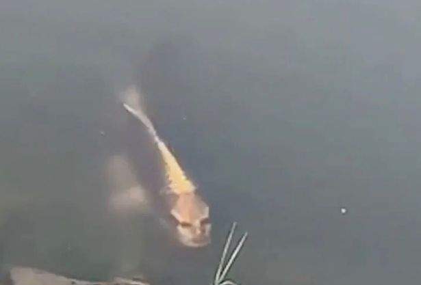 Pește cu chip uman, zărit în lac. Oamenii sunt îngroziți. VIDEO