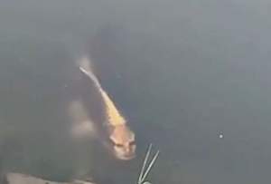 Pește cu chip uman, zărit în lac. Oamenii sunt îngroziți. VIDEO