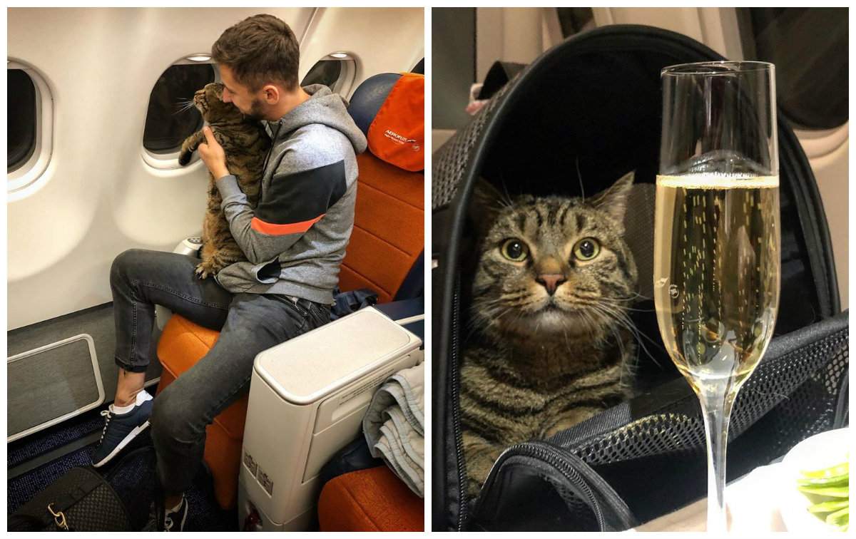 Pedeapsa primită de un pasager care s-a urcat în avion cu pisica obeză. Cât cântărește motanul Victor