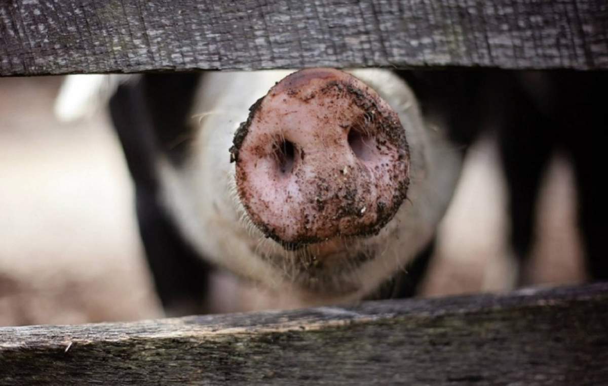 Regula care a creat revoltă în România! Porcii trebuie tăiați numai în prezența veterinarului