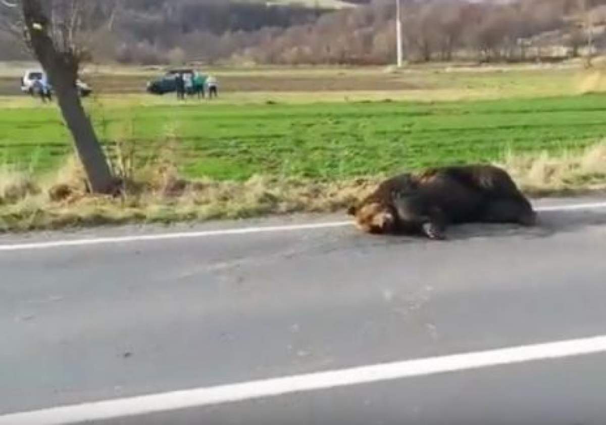 Ursul lovit de maşină a fost omorât. Prefectul de Harghita, demis!