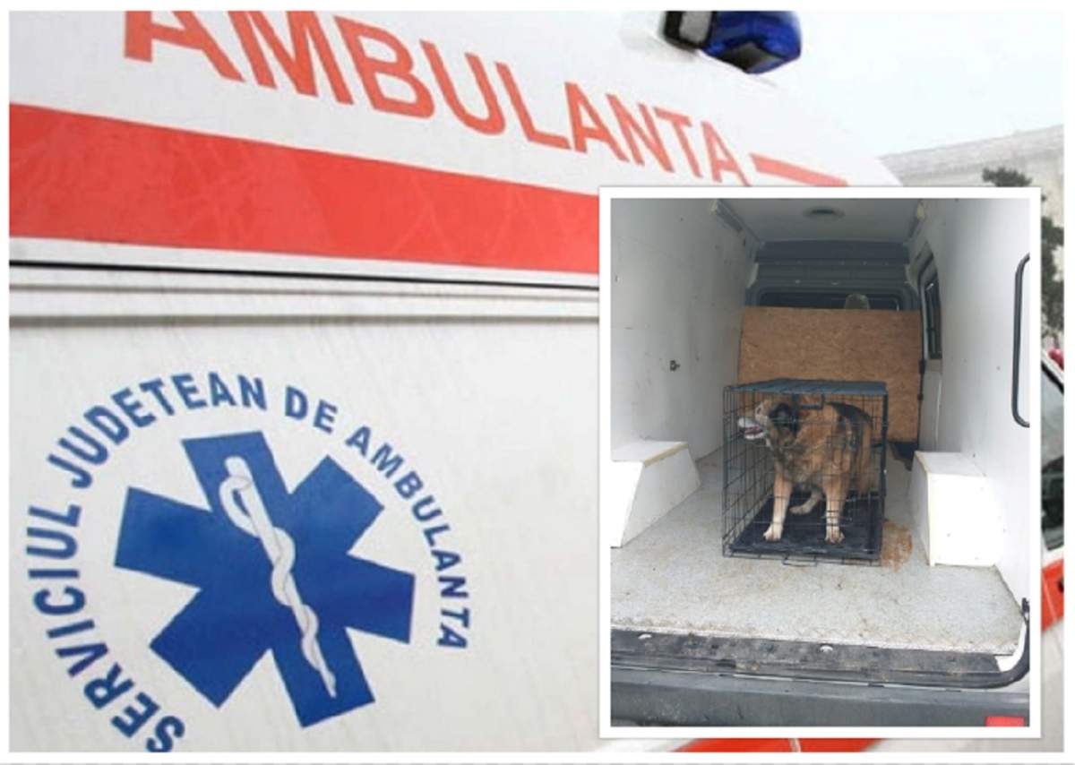 Bucureştean atacat de propriul câine, în timpul exploziilor unor petarde! „Agresorul” şi-a băgat stăpânul în spital