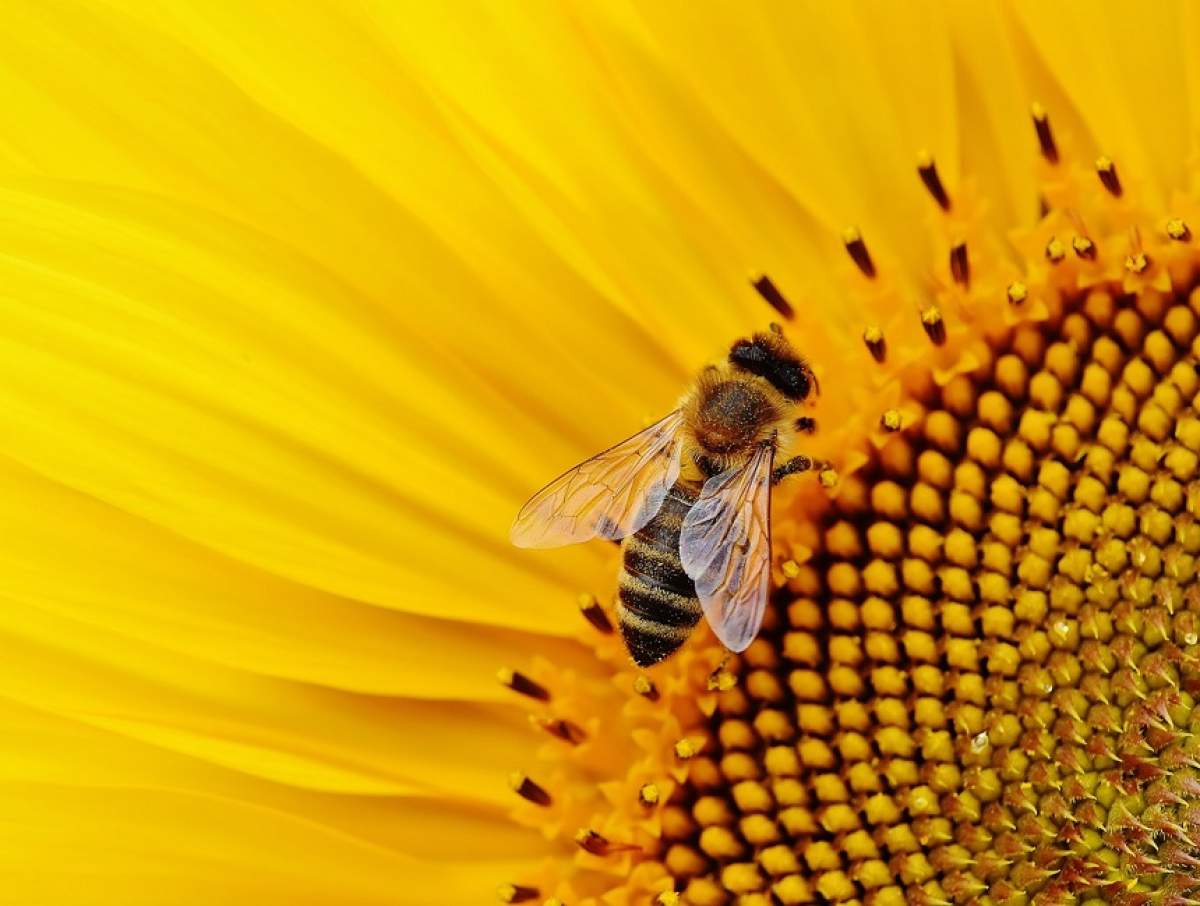 Un român arestat în Belgia pentru 14 spargeri aruncă vina pe albine! Ce spune avocatul acestuia