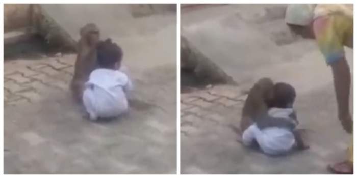 VIDEO / Copil de 2 ani, răpit de o maimuţă care voia un partener de joacă