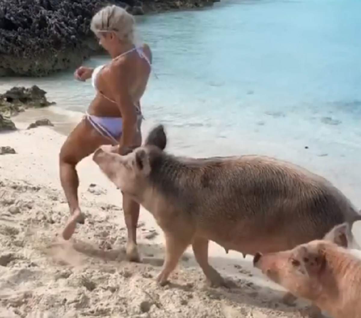VIDEO / Momentul incredibil în care un model este mușcat de un porc într-o zonă intimă, pe o plajă exotică
