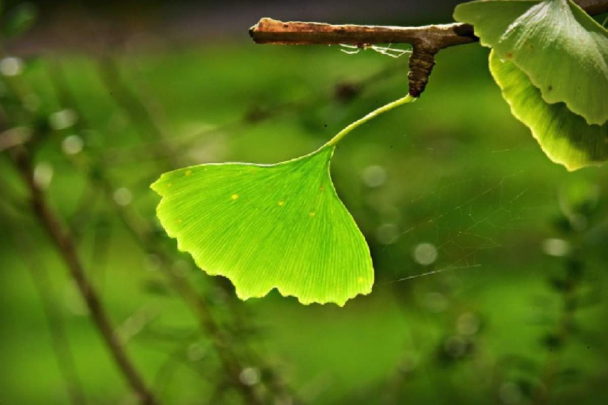 Beneficiile remediilor naturiste pe bază de Ginkgo Biloba pentru organism