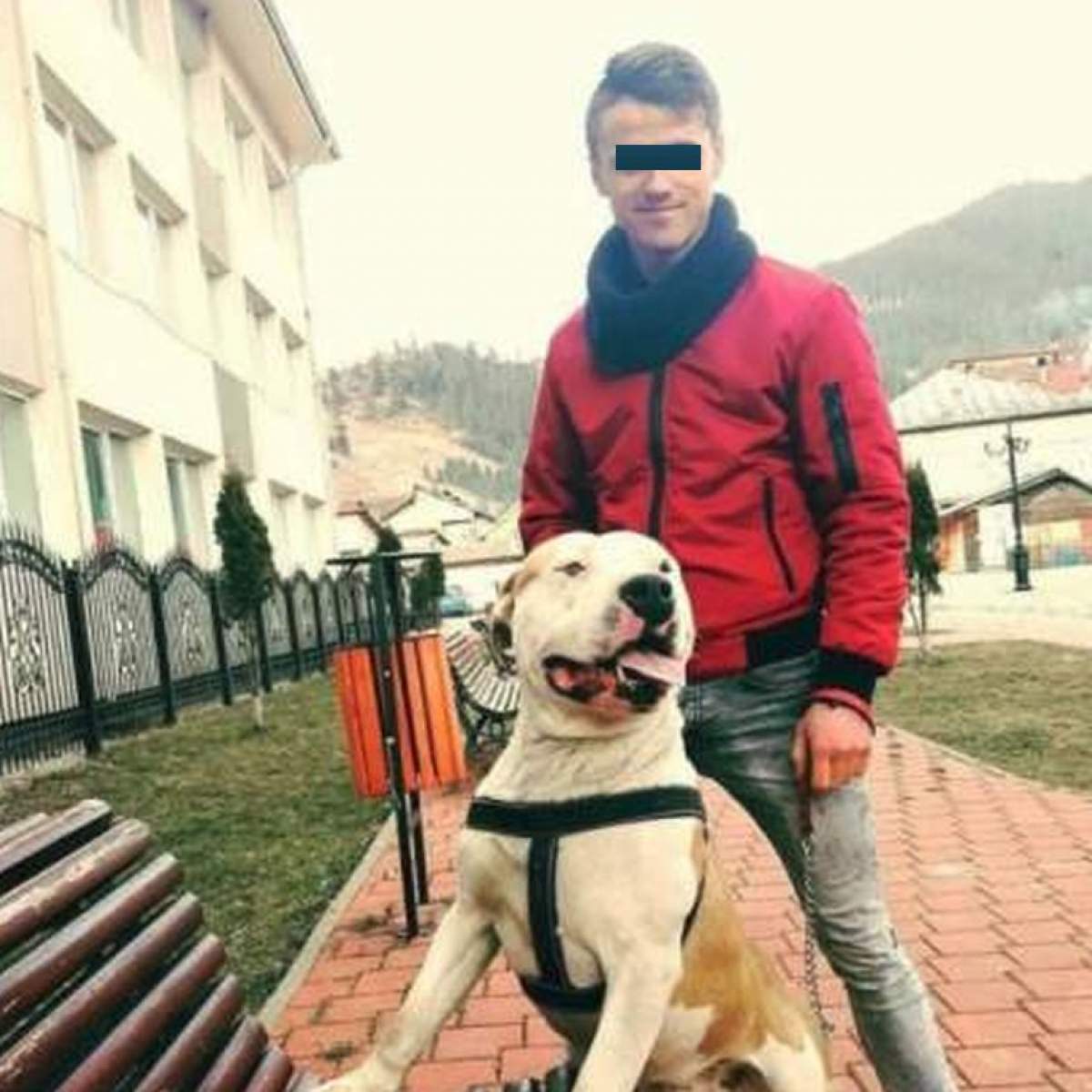 Ciprian şi-a pus dulăii amstaff să sfâşie un câine al străzii. Uluitor felul în care se apără tânărul