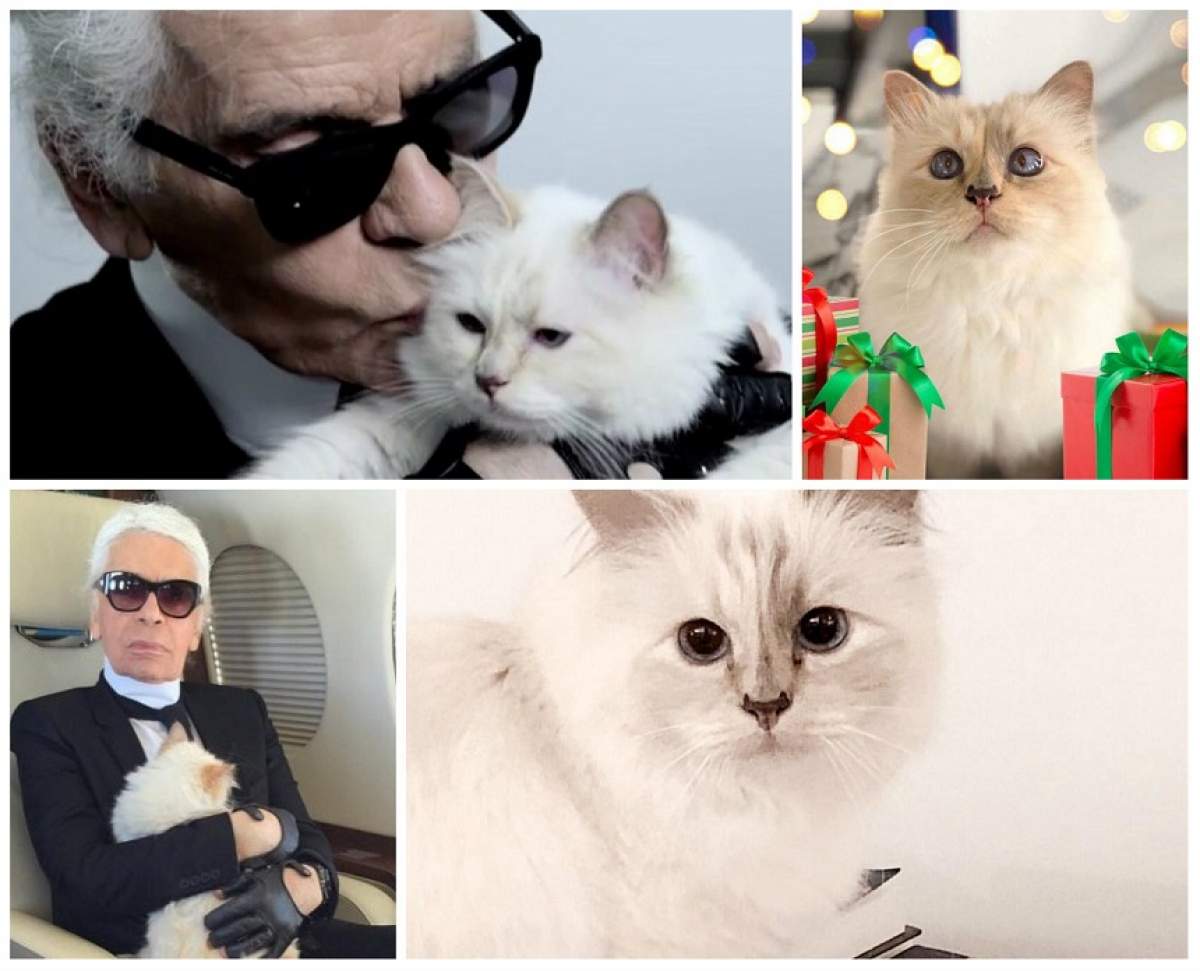 Averea lui Karl Lagerfeld va fi moștenită de pisica lui. Ce sumă colosală va primi Choupette