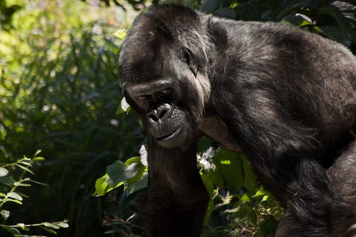 I-a oferit 10.000 de dolari unui îngrijitor, ca să fie lăsat să se bată cu o gorilă. Cine este vedeta