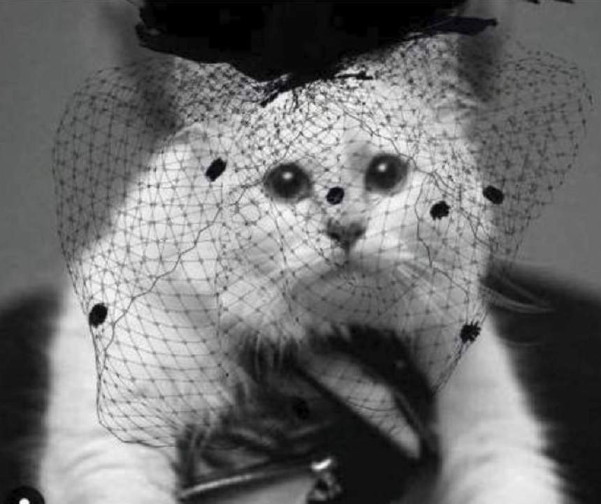 FOTO / De-a râsul-plânsul! Pisica lui Karl Lagerfeld, în „doliu”: „Cu o inimă până acum rece”