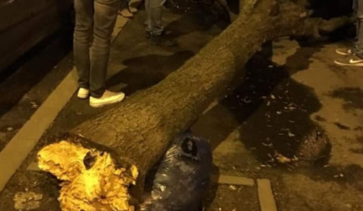 Un copac a căzut peste o femeie în București! "Au sărit vecinii să vedem dacă e vie"
