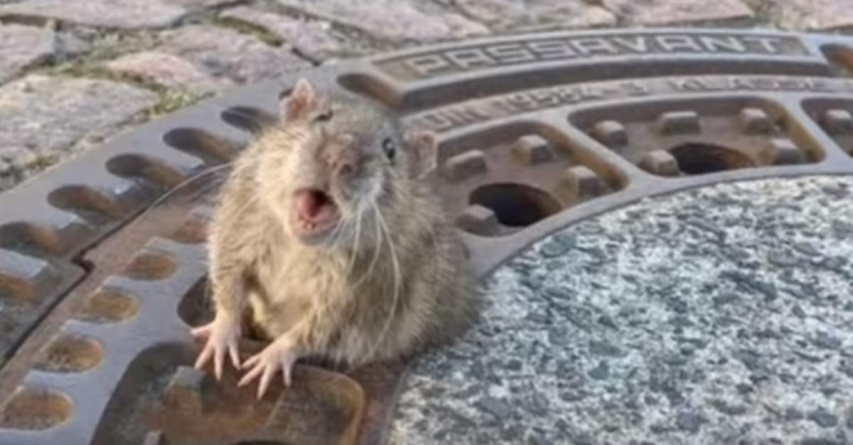 Şobolan gras blocat într-un capac de canal, salvat de opt pompieri şi un veterinar / VIDEO