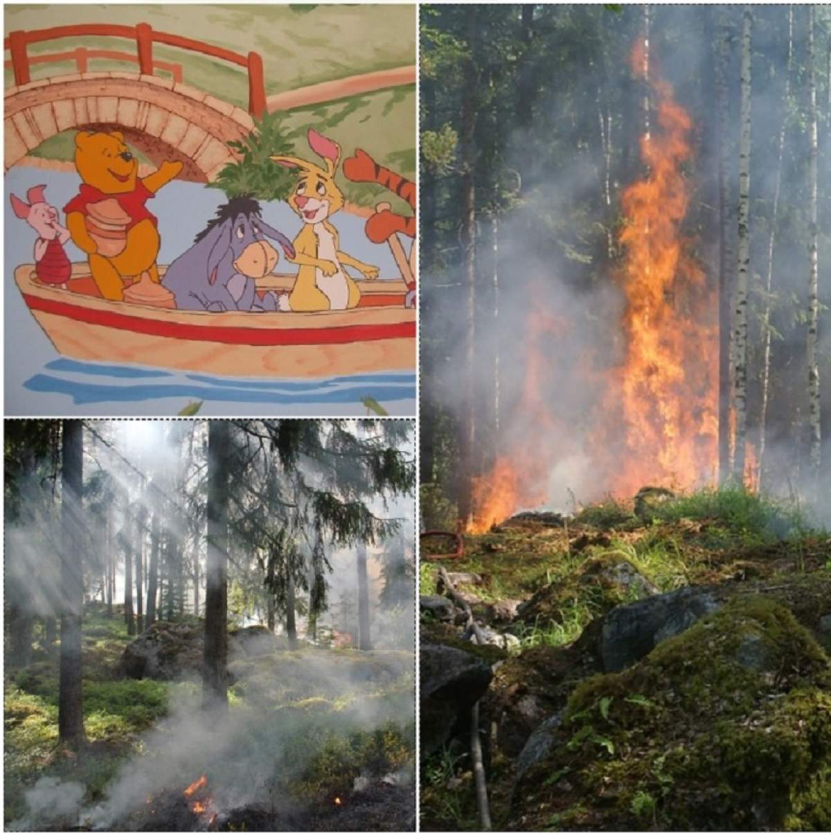 Incendiu devastator în Anglia! Pădurea lui „Winnie the Pooh” distrusă de flăcări uriaşe