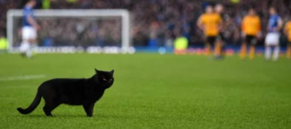VIDEO / Nu este deloc o glumă! O pisică neagră a invadat terenul într-un meci oficial de fotbal