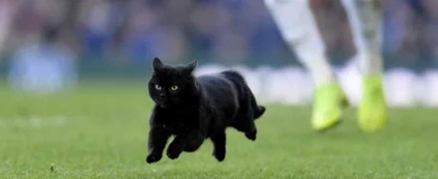 VIDEO / Nu este deloc o glumă! O pisică neagră a invadat terenul într-un meci oficial de fotbal