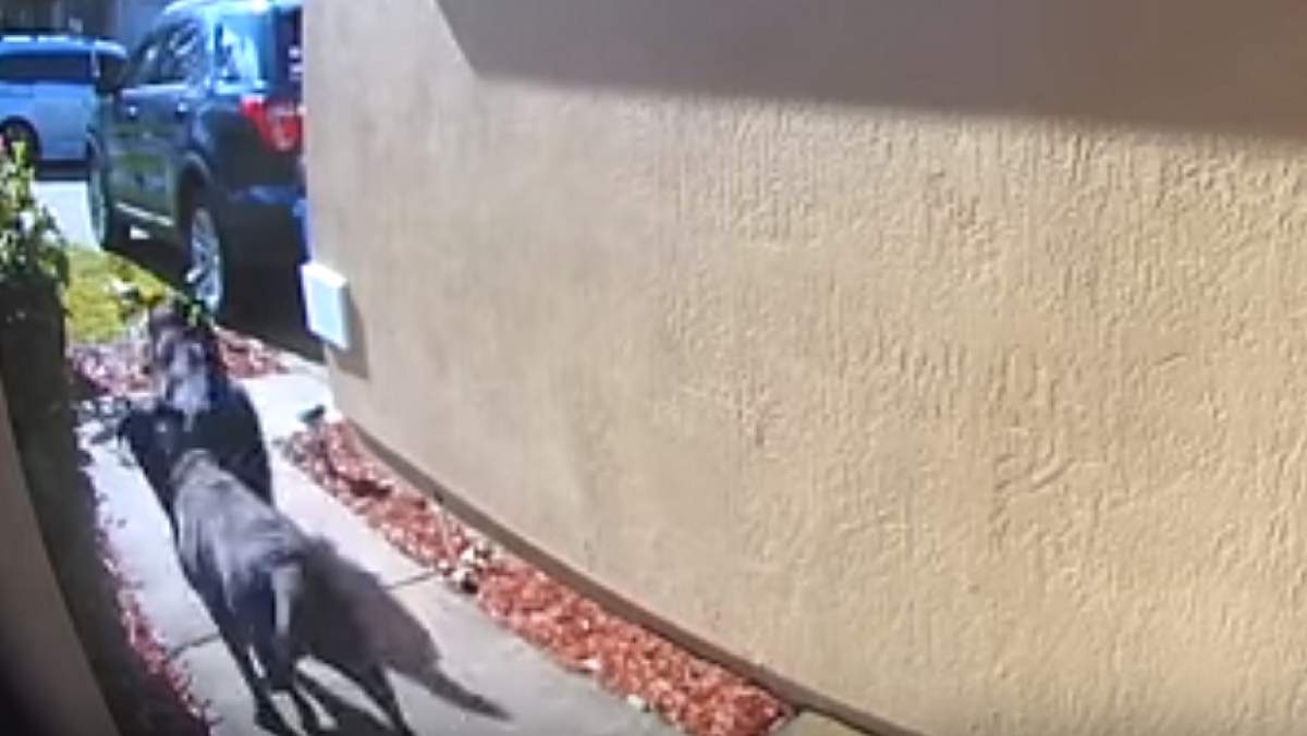 VIDEO / Femeie salvată de proprii câini, după ce a făcut accident vascular cerebral! Cum au reacționat patrupezii