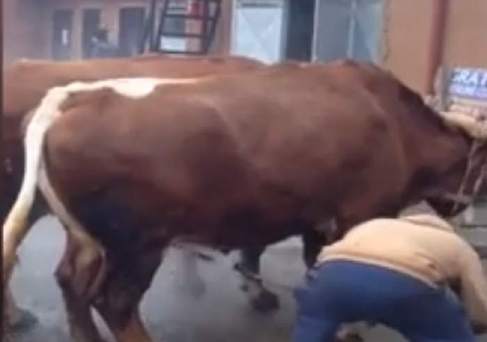 VIDEO / Să vezi și să nu crezi. Au dus vacile și căruța la spălătorie auto, în Bacău