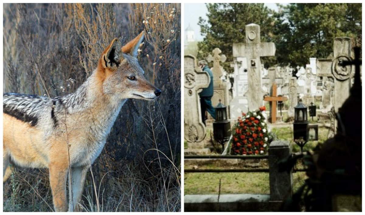 Scene ca în filmele de groază, în Delta Dunării! Șacalii dezgroapă morții din cimitire