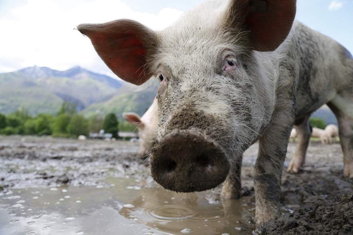 O femeie a fost mâncată de vie, de porci. A intrat în coteţ să-i hrănească, dar şi-a găsit sfârşitul