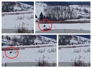 VIDEO / Un urs a terorizat localnicii din Miercurea Ciuc! Ce se va întâmpla cu animalul