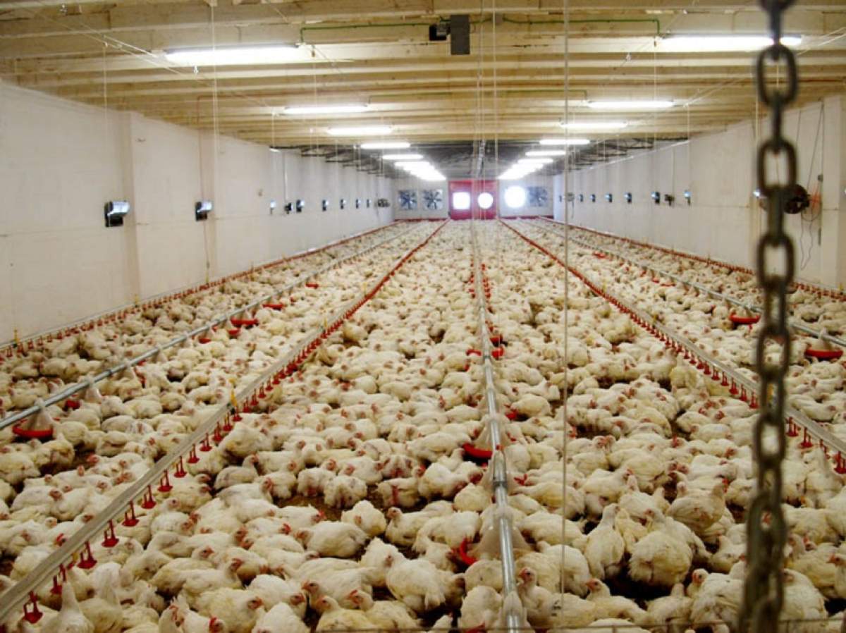 Incendiu devastator la o fermă de păsări din Constanţa! Peste 9.000 de pui au murit