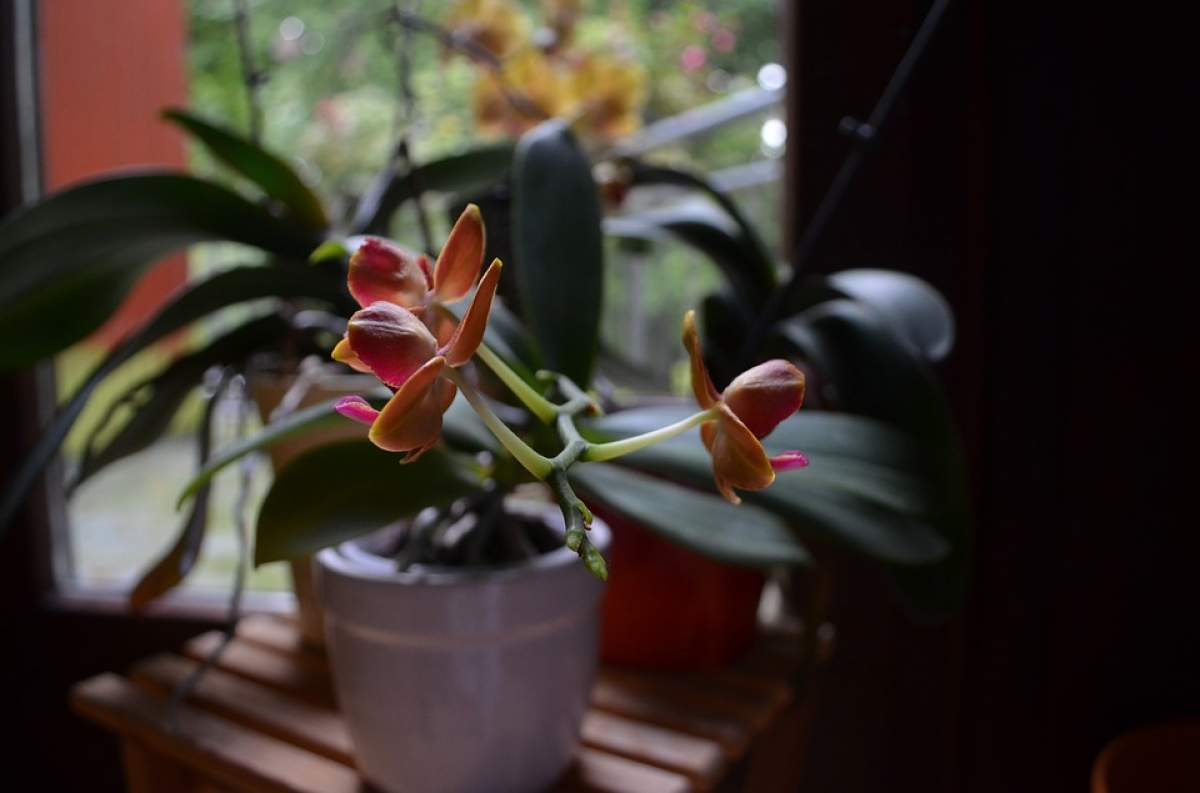Nu îți mai înflorește orhideea? Iată cea mai simplă metodă de a scăpa de această problemă