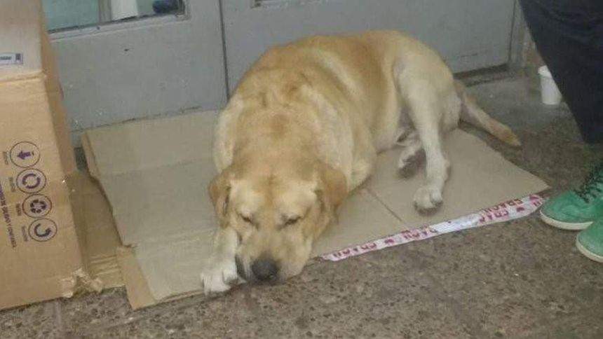Imagini sfâșietoare. Un câine își așteaptă stăpânul mort în fața spitalului. Patrupedul este nemișcat de o săptămână