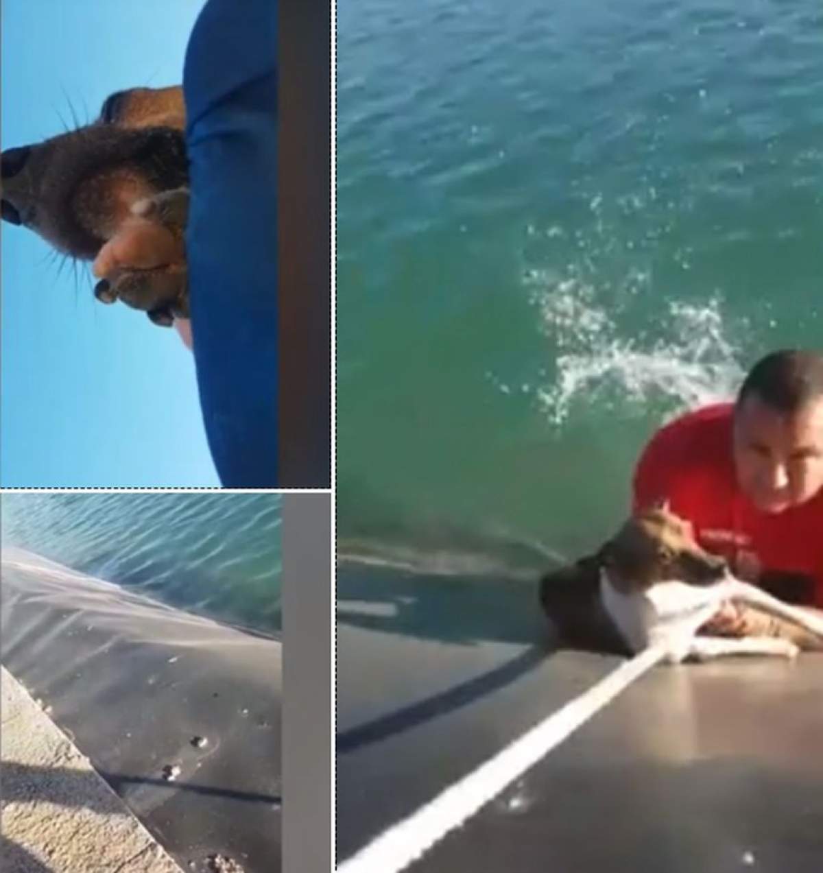 Român din Spania, la un pas de înec, după ce a sărit în apă să salveze un câine. Imagini care te vor face să plângi / VIDEO