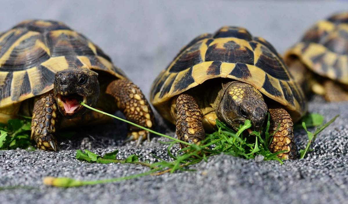 Un bărbat a încercat să fugă cu trei țestoase, așa că le-a pus într-o cutie de patiserie și a zis că sunt prăjituri