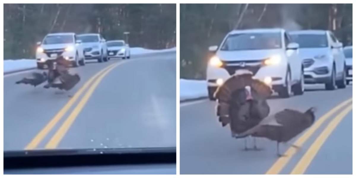 Am văzut-o şi pe asta! Trafic rutier blocat de un curcan care se asigura că "prietenele" sale traversează în siguranţă. VIDEO