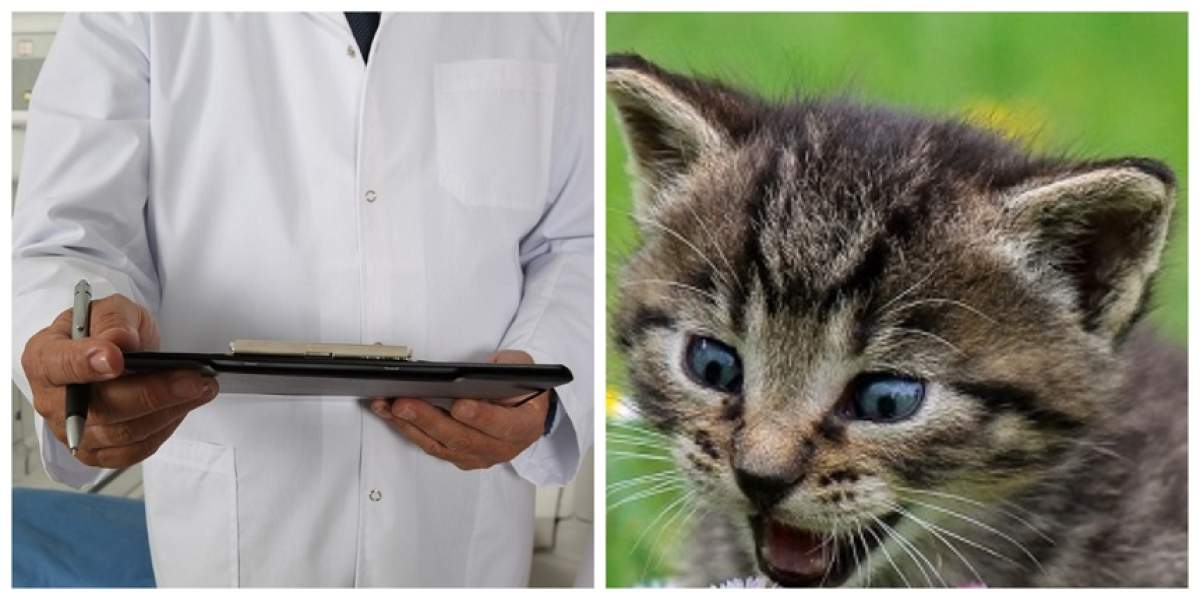 Adolescent de 14 ani, la un pas să-şi ucidă familia, după ce a fost zgâriat de o pisică. Diagnosticul pus de medici