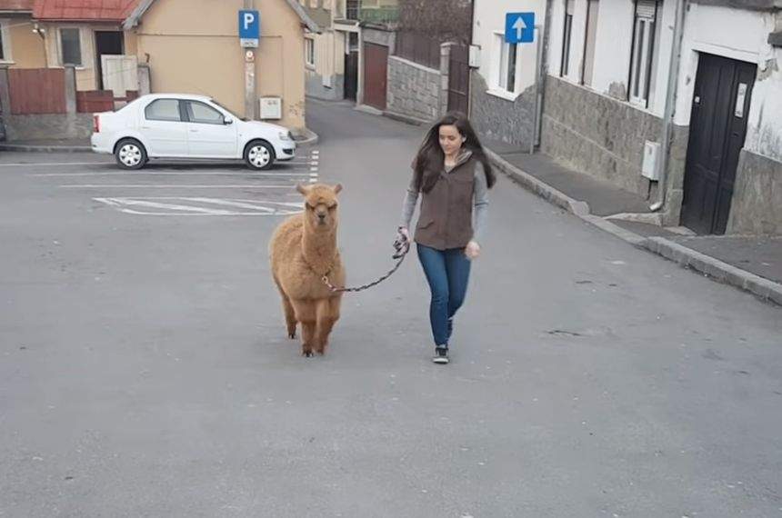 După ce a fost criticat că şi-a luat animal de companie o alpaca, Marian Godină a decis. Ce se întâmplă cu Pablo / VIDEO