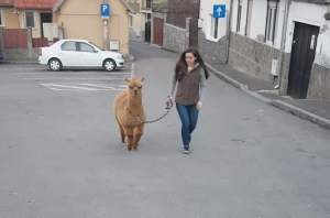 După ce a fost criticat că şi-a luat animal de companie o alpaca, Marian Godină a decis. Ce se întâmplă cu Pablo / VIDEO