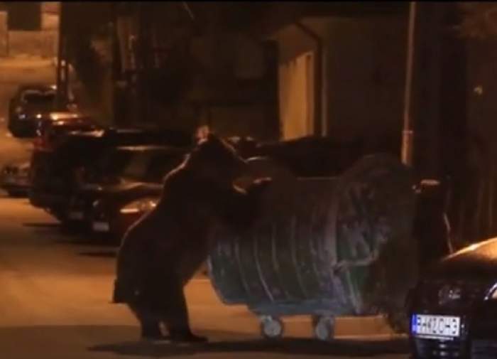 O ursoaică a ucis un bărbat în Hargita! Ce se va întâmpla cu animalul / VIDEO