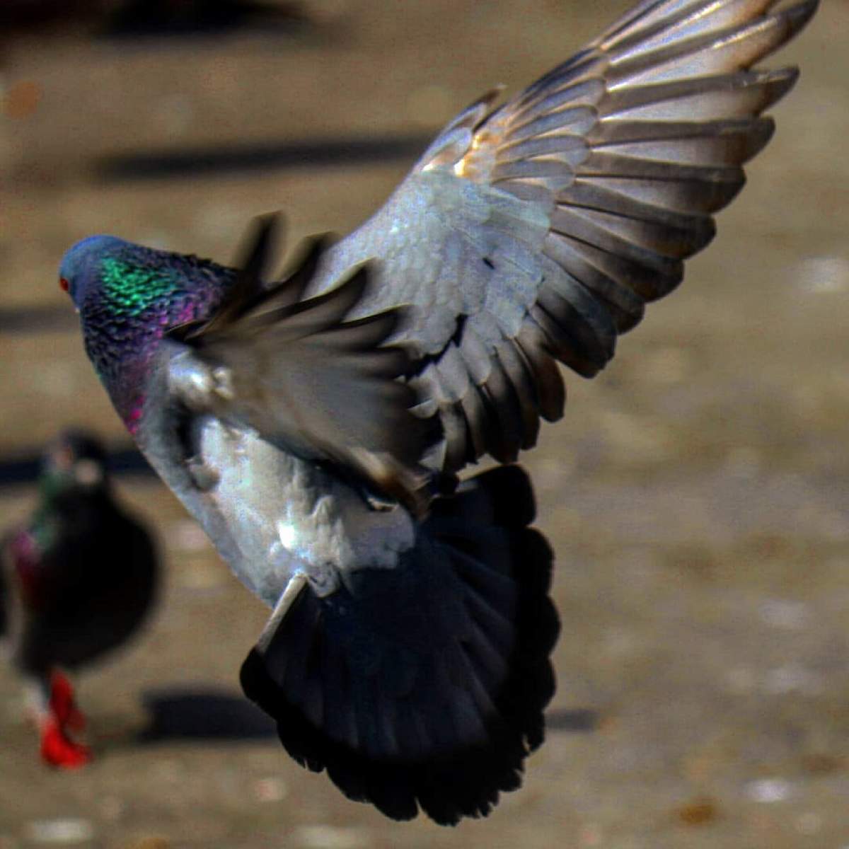 Un porumbel a fost vândut cu incredibila sumă de peste 1 milion de euro