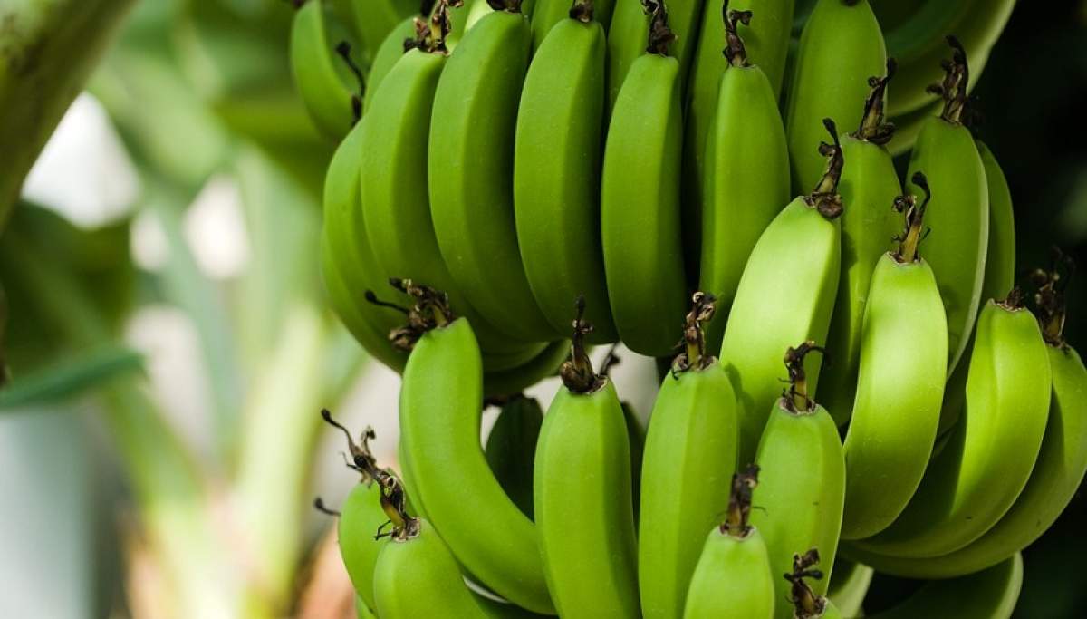 Cea mai rapidă și ieftină dietă! Topește kilogramele în plus cu ajutorul bananelor verzi