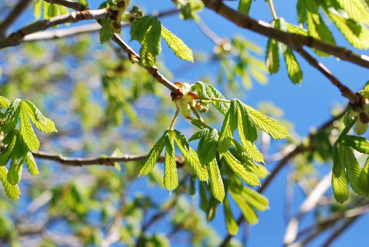 Prognoză meteo 8 martie. Cum va fi vremea de Ziua Femeii, în România