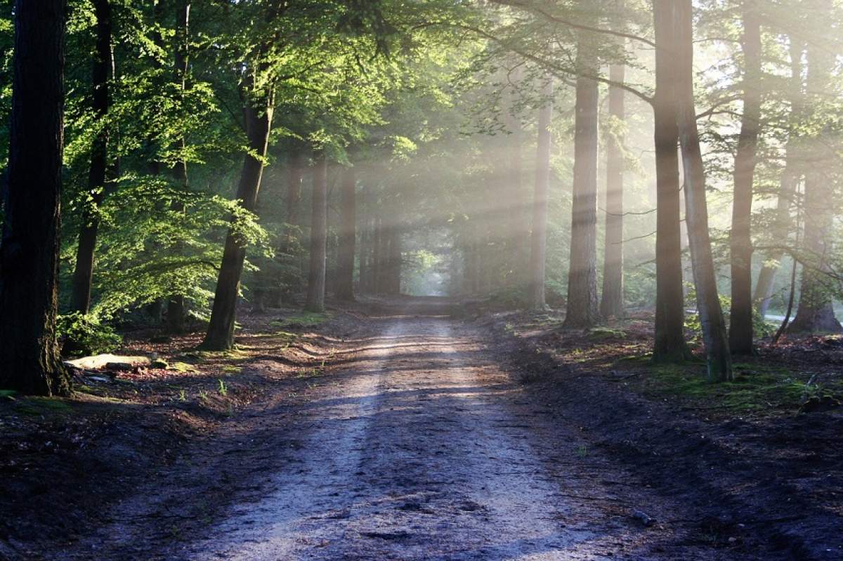 Alerta în Braşov! O femeie şi fiul ei de 3 ani, dispăruţi în pădure