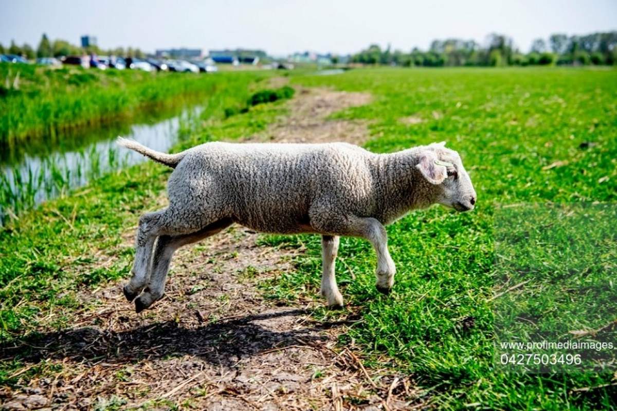 Răzbunarea mielului! Un bărbat, în stare gravă, după ce a căzut în propriul cuțit, în timpul sacrificării animalului 